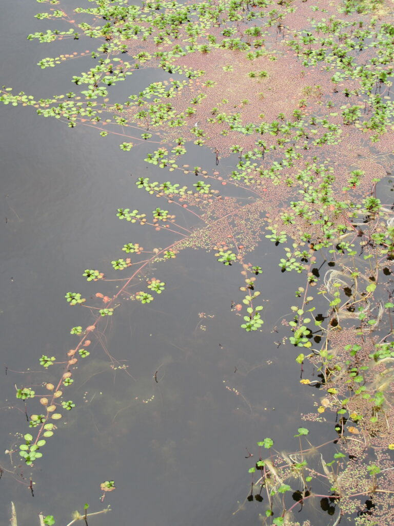 Nature and other Loves